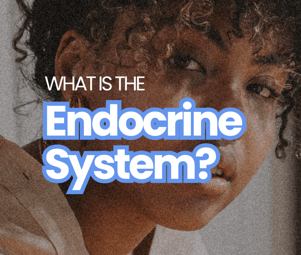 What is the Endocrine System & Why Should You&nbsp;Care?